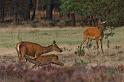 18 Hoge Veluwe, edelherten